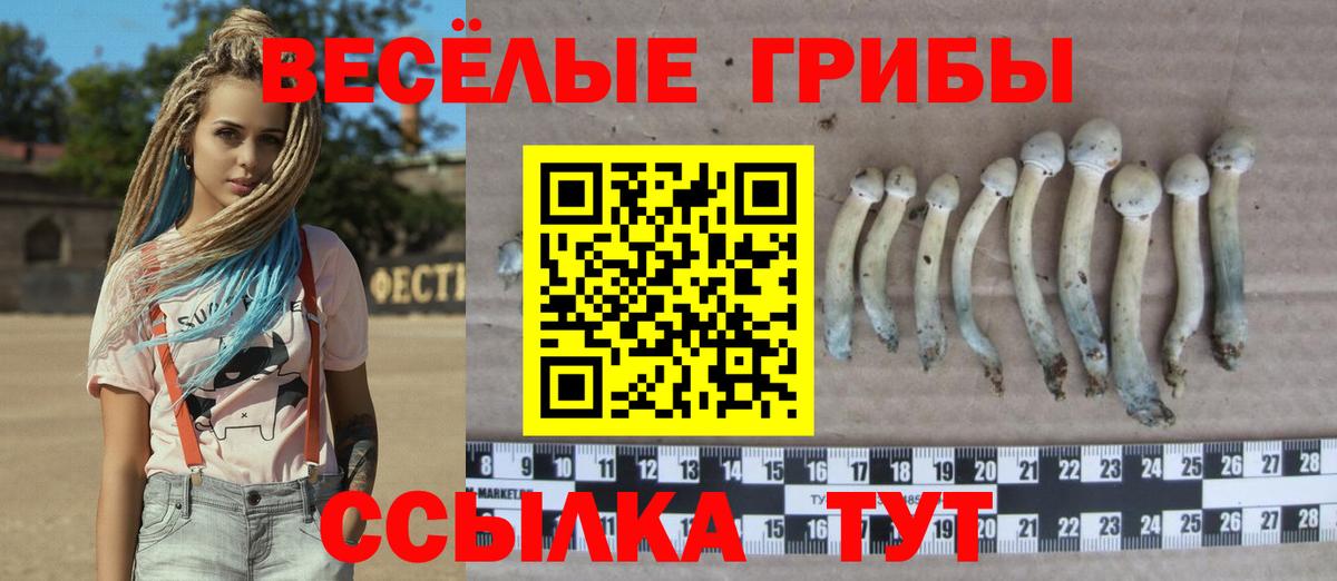 Псилоцибиновые грибы Cubensis  Вход с VPN  Котлас 